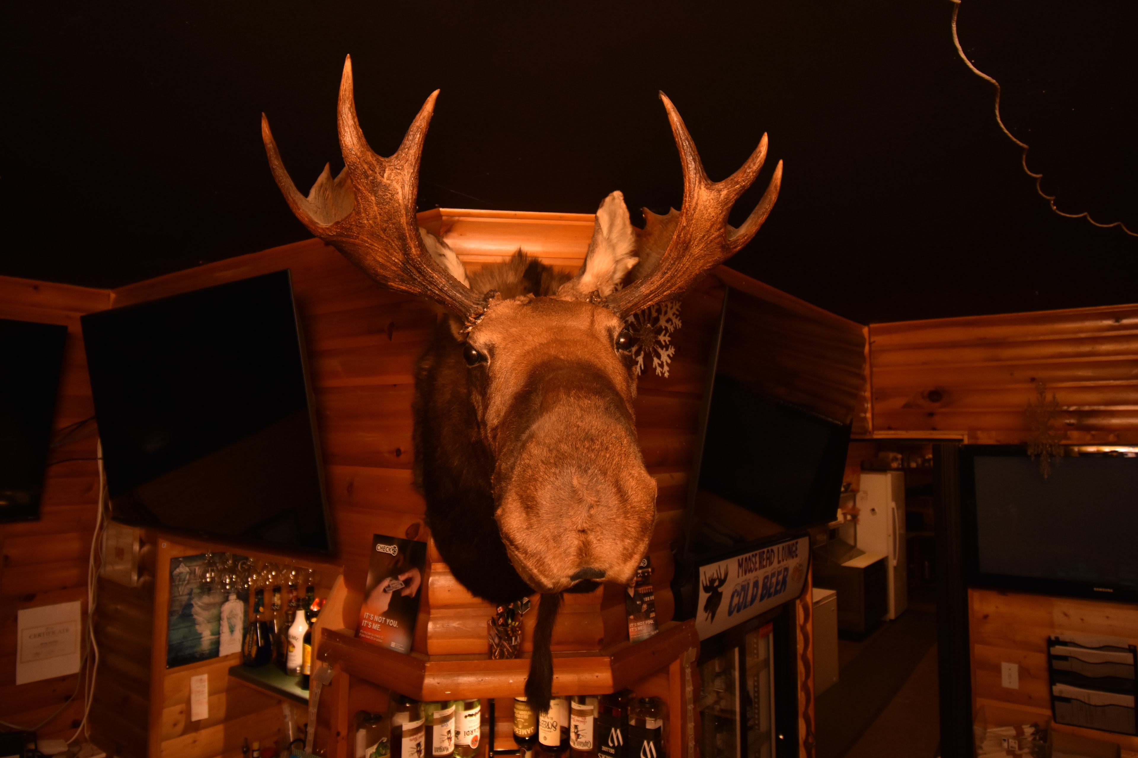 Rustic Moosehead lodge interior